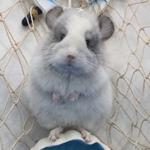 Direct inter-podcast consultation tube 2 links selected dragon cat points to come in and ask what you want to know about the dragon cat situation