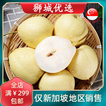 (Fruit)Hebei pear 10 pieces 1 5 -2 kg Singapore local delivery