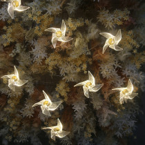 New creative wedding ceiling decoration transparent acrylic dragonfly windmill hanging string wedding welcome area ornaments to insert