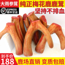 Fresh antler whole branch blood sheet Jilin Meihua deer antler whole root fresh with blood antler slice of wine medicinal herbs