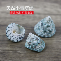 Green Tower snail red spot Bell snail natural shell conch home furnishings props fish tank aquarium aquarium landscape materials