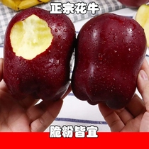 10 kg Gansu Tianshui Hua Niu apple flour Apple snake fruit Fresh seasonal fruit Pregnant women baby food supplement