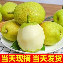 10 Jin Xinjiang red fragrant pear fragrant pear fresh fruit