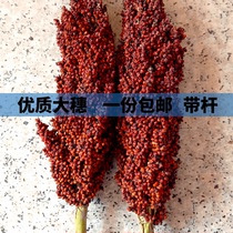 Fresh natural red and white sorghum ears 500 grams with belt cap red sorghum with ears shipping red sorghum ears
