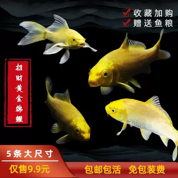 锦鲤 高档锦鲤-高档锦鲤促销价格、高档锦鲤品牌- 淘宝