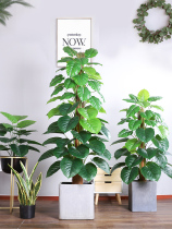 Green plant ornaments Nordic plant ins Wind living room simulation green plant traveler potted turtle back simulation plant bonsai