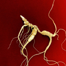National inspection Changbai Mountain wild ginseng northeast people move under the forest ginseng wild ginseng fresh life gift box soak wine dry goods