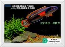 Blood - Blood Railon Type 1 Blood - Lelong Blood - Type 2 Dream Ice Lellon Hairon Hairy Fish