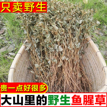 Hakka characteristic Chinese herbal medicine Houttuynia cordata folded ear root farm dry goods pure natural wild health tea 500g