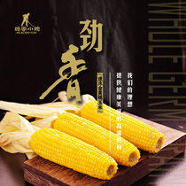 Mas small courtyard strong fragrant yellow glutinous corn 20 gift box northeast specialty frozen packaging sweet soft waxy
