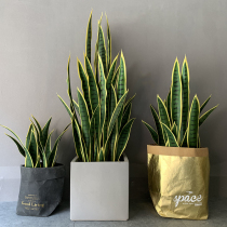 Simulation plant yellow green tiger pilan potted bonsai indoor living room porch fake green plant ornaments decoration