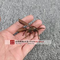  Retro copper carving solid pure copper brass copper hornet insect tea pet bronze small ornaments