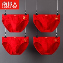 4 dress Ben life year Great red triangle briefs Mens pure cotton 100% All cotton autumn and winter New Year Marriage Hee Qingfu