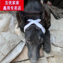 Pet erect dog ear correction artifact horse dog Doberman herd Black Wolf Dubin special pup ear patch