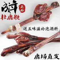 Deer whip dried whole root Jilin Sika deer Deer whip whole branch Deer whip Fresh wine material mens tonic antler slices