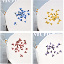 Orchid West Room Natural Plants Embossed Dried Flowers Crystal Epoxy DIY Materials Mobile Phone Cases Photo Frames Bookmarks Nail Art