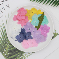 Dyed hydrangea dried flowers Ziyang flowers true flower embossed specimen Epoxy mobile phone shell face petal makeup Orchid West Room