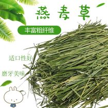 (Spot) 21 years of high temperature baking domestic Australian wheat rabbit Chinchilla rabbit grain grass golden wheat grass
