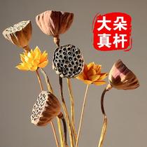 Natural real pole Lotus dried flower Zen air-dried lotus root simulation Lotus Lotus home decoration ornaments