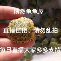 Live selection of turtles how much money to shoot how many pieces please do not shoot indiscriminately