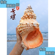 Stone snail natural big conch shell snail Golden Frog snail home decoration fish tank coral landscape