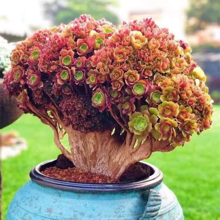 法师多肉植物老桩-法师多肉植物老桩促销价格、法师多肉植物老桩品牌- 淘宝
