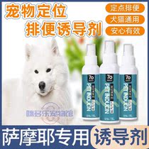 Samoye special such as toilet diuretic pet dog dog with fixed point defecation-inducing agent on toilet debater citation