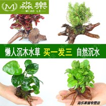 Lazy water grass entry-level aerobic freshwater four-season fish tank decoration simulation