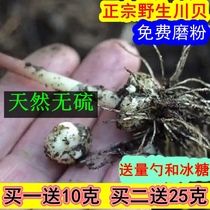 (Buy 1 get 10 free)Wild Chuan Bei Natural Sulfur-free Fritillary Premium Sichuan Non-pine Shell Chuan Bei Powder 50g