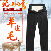 Sheepskin wool leather mens pants middle-aged and elderly mens fur all-in-one pants winter thickened warm sheep shearing cotton pants
