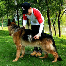 Dog rake comb medium and large dog big dog comb hair loss hair change beauty needle comb golden retriever Demu Satsuma Ala