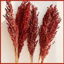 Natural sorghum spike dried flower immortal flower wheat spike living room decoration simulation shooting prop shop window display bouquet