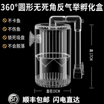 Peacock fish breeding box fish tank isolation incubator tropical fish small fish special isolation net isolation box hatching spawning room