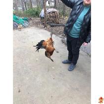 Chicken catch artifact hook hook outdoor household chicken catch tool Farm chicken catch duck chicken foot set Catch chicken coop claw chicken