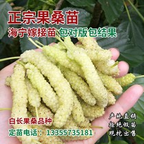 Mulberry mulberry mulberry mulberry mulberry mulberry mulberry mulberry mulberry mulberry mulberry mulberry mulberry mulberry mulberry mulberry mulberry mulberry mulberry mulberry mulberry mulberry mulberry mulberry mulberry mulberry