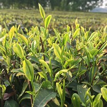 Tea Rizhao green tea 2021 new tea Super bulk Shandong authentic chestnut incense flagship shop bag spring tea 500g