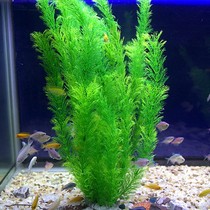 Water grass landscape set grass decoration fish tank seagrass plastic aquarium simulation landscape fake material fish