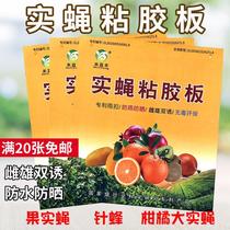 Melon fruit fly viscose board fruit fly fly fly needle bee sticky insect board agricultural orchard stick fly mosquito trap