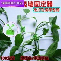 lv luo climbing holder plants epipremnum pinnatum climb on the retaining clip green radish adhesive hook vines incognito climbing wall artifact