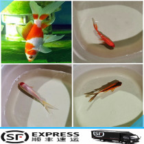 Cold water viewing fish goldfish and goldfish and goldfish parrot fish parrot landscape goldfish