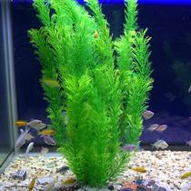 The decorations in the fish tank are simulated by the aquatic plants.