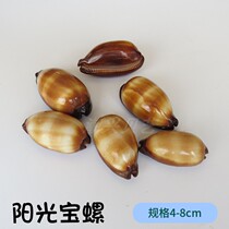 Natural new starfish shell conch Sunshine treasure snail Home creative gift window design decoration collection of specimens