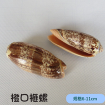 Natural conch shell orange mouth snail fairy Snail Home platform decoration fish tank landscaping Aquarium Ornaments