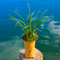 Orchid seedlings Chunlan Sixi butterfly Precious orchid potted plant Fragrant type with bud indoor good fine leaf strange flower