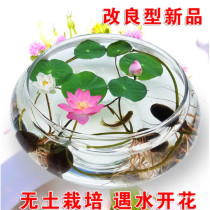 Bowl Lotus Sleeping Lotus Water Bacon Special Glass Flower Pot Copper Money Grass Water Fairy Flower Basin Living-room Balcony Tabletop Water Raising Flower Bottle
