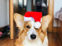 Pet Christmas hat Cape cloak size dog cat Holiday Gift Show suit cute photo Universal