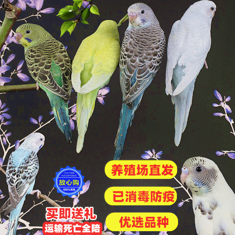 Live bird Young bird Budgerigar learn to talk Bird Jiao Feng Live parrot pet cage raise small pet Blue-green