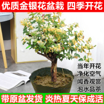 Xiyang sun-tolerant plants Outdoor honeysuckle potted saplings tea-making flowers climbing rattan courtyard balcony bonsai four seasons open