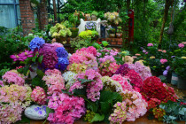 Imported Hydrangea Japan Sanhe Thousand Bird Melody Sun God Endless Summer Sai Bella Anna Jia Orange Vanilla Strawberry
