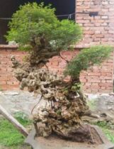 Huangjing old pile bonsai old root stump Huangjing micro bonsai sketch bonsai old pile cooked pile Huangjing shape bonsai
